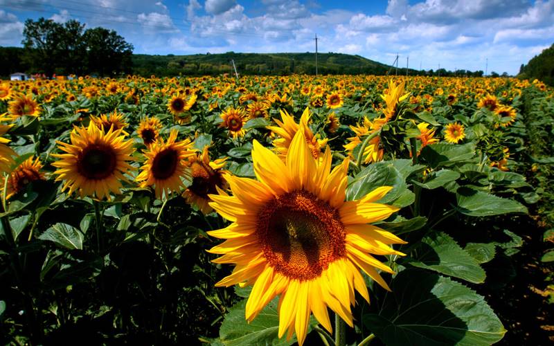 Minyak Bunga Matahari Langka, Eropa Tak Bisa Menggoreng Makanan